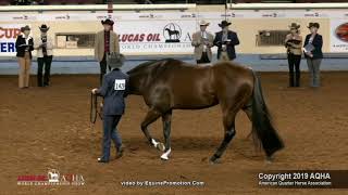 2019 AQHA Showmanship [upl. by Luna]