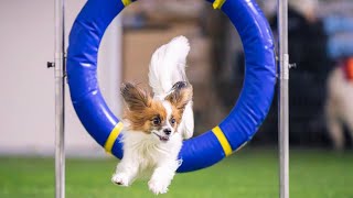 papillon Sheryl agility training 140224 [upl. by Marlea]