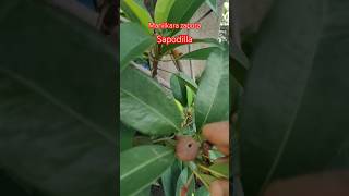 Sapodillasabedahandpollination ytubeshorts garden gardening subscribe likecomment [upl. by Suivat]