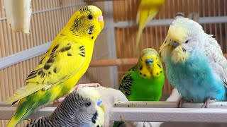 9 Hr Chirping amp Happy Life of Parakeet Budgies Birds Reduce Stress of Lonely Quiet Birds [upl. by Diskson270]