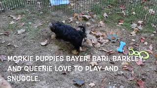 Morkie Puppies Playing SD 480p [upl. by Nilyam]