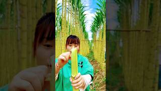 The softest sugarcane in China 😲 shortvideo [upl. by Eirrem351]