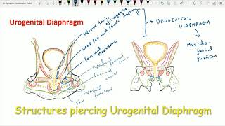 Urogenital Triangle 7 Urogenital Diaphragm [upl. by Stella]