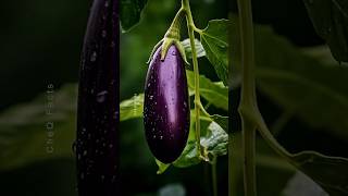 How to Grow Eggplants 🍆 at Home Unique Technique of Farming plants shorts farming [upl. by Fotina446]