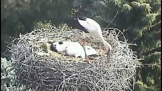 Störche in Vetschau ein fremder Storch attackiert die Jungen [upl. by Aiek]