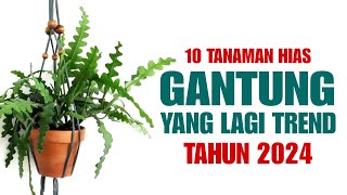 10 Tanaman Gantung Yang Lagi Trend di Tahun 2024 [upl. by Chloe556]