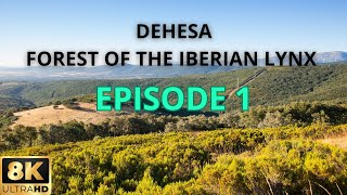 DEHESA nature documentary  Forest Of the Iberian Lynx Episode 1 [upl. by Akirej]