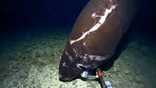 Pacific Sleeper Shark 🦈 at 1400m in the Tonga Trench [upl. by Yregram37]