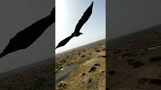 X8 Drone amp Chasing Eagle The Ultimate HighTech Flight [upl. by Xuaegram530]