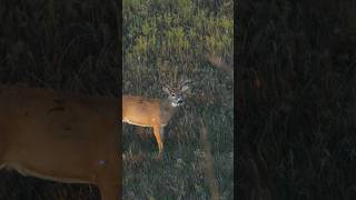 This Broadhead Blew Through THIS BUCK 🦌 [upl. by Yanehc]