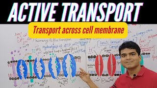 Active Transport  Primary and Secondary Active Transport  Symporter  Antiporter  HAP unit 1 [upl. by Damon]