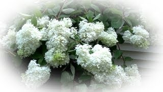 How to Prune Tree Hydrangea 3 of 3  Hydrangea paniculata [upl. by Oelc875]