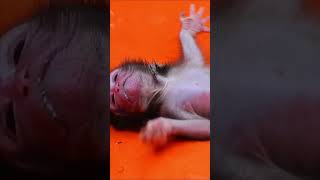 Rescue poor newborn baby monkey mom pass away after gave a birth [upl. by Pen]