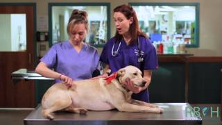 How to Check Your Pets Vital Signs [upl. by Jairia]