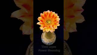 Time lapse flower cactus blooming Witness the magical beauty of a cactus flower in full bloom P15 [upl. by Ardy]