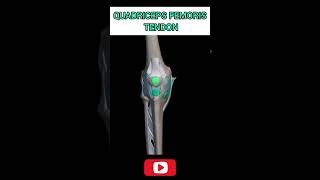 Quadriceps Femoris tendons quadriceps kneepain knee [upl. by Krik884]