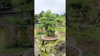 소나무 석부작 작품분재 bonsaitree bonsai [upl. by Tnelc]