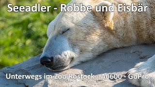 Unterwegs im Zoo Rostock  Ein toller Zootag in der Hansestadt  A6600  SEL70300G  GoPro Hero 8 [upl. by Tab]