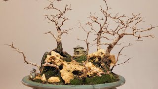 Bonsai Ulmus minor var forest [upl. by Lanette277]