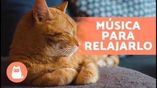 Música RELAJANTE para GATOS Estresados 🐱💫 ¡Relaja y Calma a tu Felino [upl. by Behn]