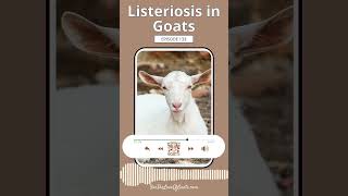 Listeriosis in Goats [upl. by Stevy751]