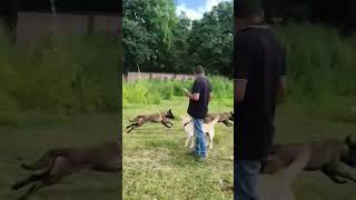 Belgian malinois training contact for puppy insta anushkumar585 [upl. by Inihor]