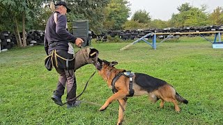 Super handsome and obedient German Shepherd male Jason 2 years old REXZONE Odessa Ukraine [upl. by Lyrehc]