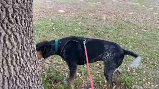 Bluetick Coonhound Baying a Squirrel [upl. by Llerral]