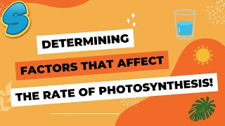 Determining factors that affect the rate of photosynthesis Grade 10 Biology unit 4 part 2 [upl. by Danika586]