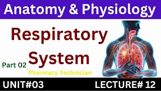 Respiratory System  Anatomy And Physiology  Pharmacy Technician [upl. by Htiduj]