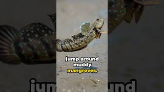 A Fish That Can Walk on Land  The Mudskipper Story [upl. by Cherilyn66]