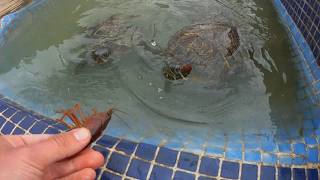 Rescate de cangrejos para dárselos de comer a mis tortugas [upl. by Thorsten]