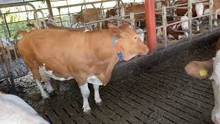 Fleckvieh cow with nine lactations 9800 litres per year [upl. by Suilenrac]