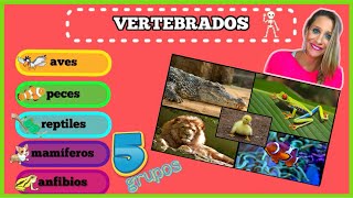 Los 5 Grupos de Animales VERTEBRADOS para NIÑOS [upl. by Introc]