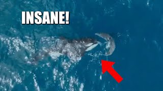 Killer Whale Attacks and Eats Great White Shark in 2 Minutes  INSANE FOOTAGE [upl. by Jolynn]