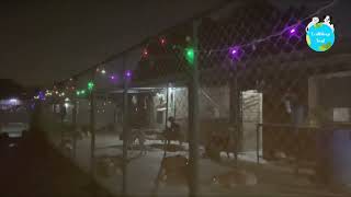 Lighting up our animal shelter for Diwali [upl. by Ettener]