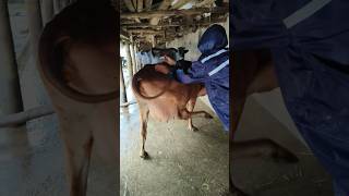 How to give IM injection in a cowIM injection in cattlecow treatment short video trending [upl. by Tobin]