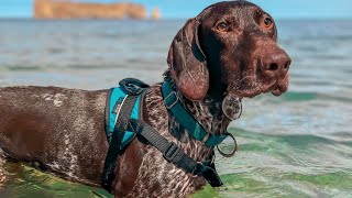 Harnais de marche pour chien  Mesure et bon ajustement  NAHAK [upl. by Atilehs516]