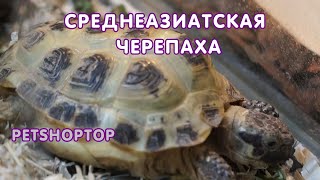 Среднеазиатская сухопутная черепаха  PetShopTop [upl. by Ynotna]