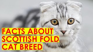 Scottish Fold Cat breed10 facts you should know [upl. by Stephi913]