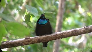 Magnificent Riflebird Ptiloris magnificus video amp call [upl. by Shurwood990]