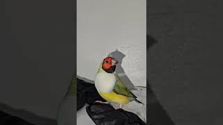 Gouldian Finch Red Headed White Breasted Hen Bird In The Living Room  Australian Finches [upl. by Otiv967]