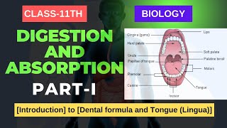 DIGESTION amp ABSORPTION CLASS11 BIOLOGY Introduction to Dental formula and Tongue Lingua [upl. by Buote235]