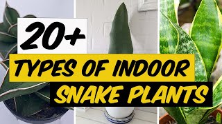 21 Types of Indoor Snake Plants  The Planet of Greens [upl. by Iney]