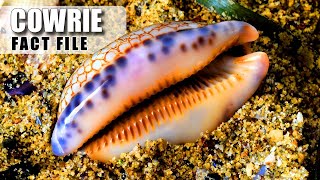 Cowrie Facts WHAT IS this SHINY SHELL 🐚 Animal Fact Files [upl. by Harihs]