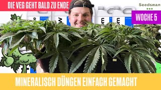 Erste Defoliation Entlaubung  Athena Blended Line amp Seedsman Pineapple OG Ep 7 [upl. by Tower]