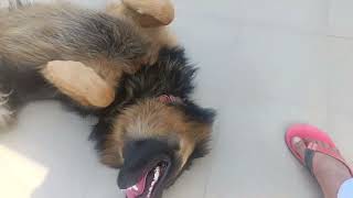 jarman safed dog fun  dog beautiful video  jermanshepard [upl. by Darrin]