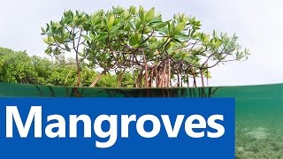 Mangroves  Roman Saini UPSC CSEIAS Preparation [upl. by Ydroj]