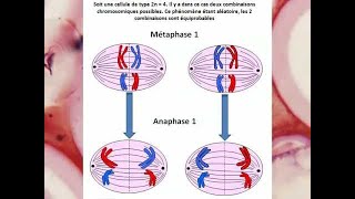 Le brassage interchromosomique  SVT BAC [upl. by Mart]