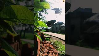 B U T T E R F L Y  shorts viralshort videography nature [upl. by Atenek918]